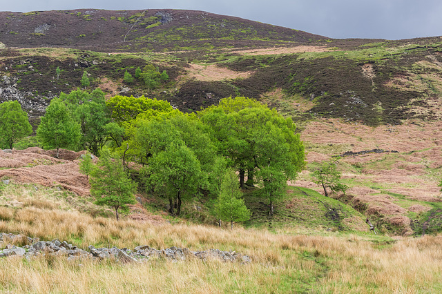 We saw a Cuckoo, it flew across into these trees