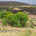 We saw a Cuckoo, it flew across into these trees