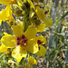 Königskerze (Verbascum)