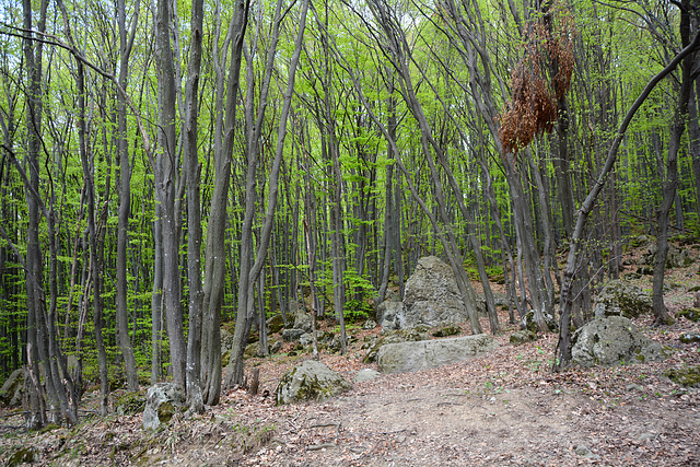 Bulgaria, Sofia, Boyana Forest