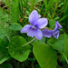 Violette*************du parc**********