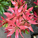 Pieris2025