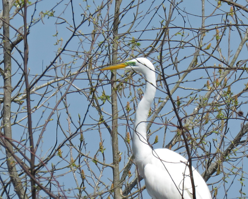 Great Egret