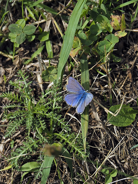 Small creatures between the blades of grass - The butterfly from iridescent colors