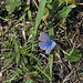 Small creatures between the blades of grass - The butterfly from iridescent colors