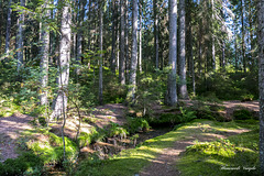 Auf dem Zauberwald-Pfad in Bernau im Schwarzwald