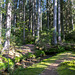 Auf dem Zauberwald-Pfad in Bernau im Schwarzwald