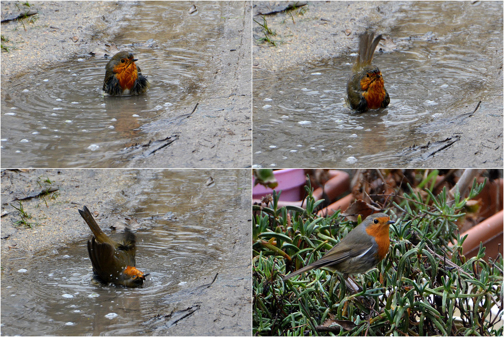 Tiens ! Tiens ! C'est le Robin au bain !!!