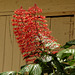 Pagoda plant / Clerodendrum paniculatum, Brasso Seco, Trinidad