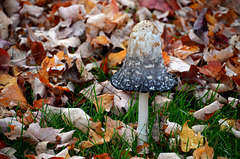 Je suis champignon de l'automne