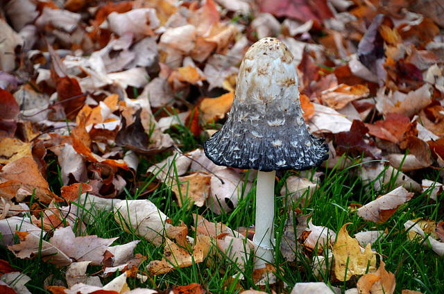 Je suis champignon de l'automne