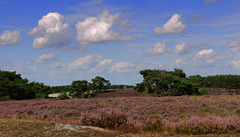 Lilac Fields