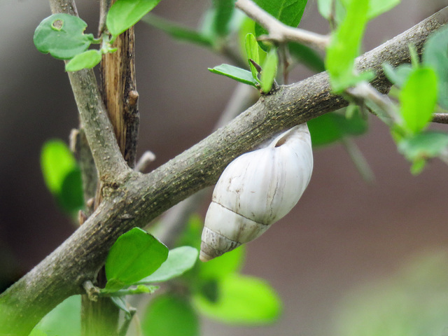 Day 8, Striped Rabdotus tree snail