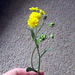 Camphorweed, or Golden Aster (Heterotheca)