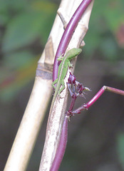 Green anole