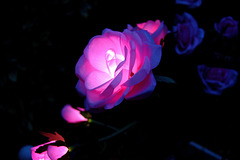 ... nocturne en rose et bleu ...