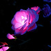 ... nocturne en rose et bleu ...