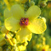 Königskerze (Verbascum)
