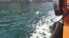 Dolphin Play, Alongside our Boat