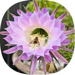 Crémieu (38) 14 juin 2025.