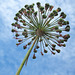 Allium-copy