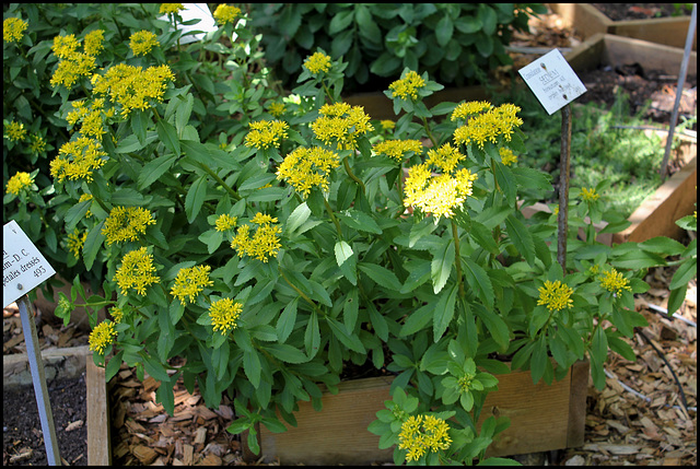 Phedimus aizoon (1)