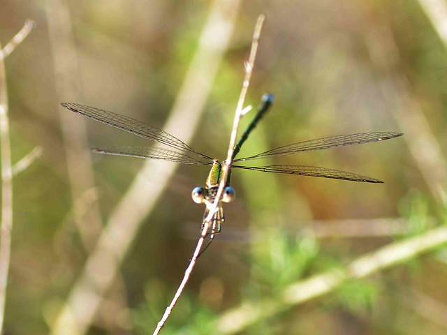 Small Spreadwing m (Lestes virens virens) DSB 1343