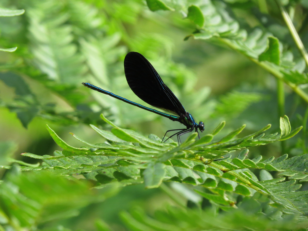 Ebony jewelwing (male)