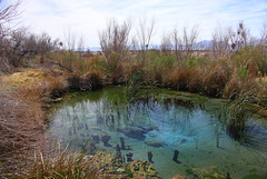 Ash Meadows National Wildlife Refuge