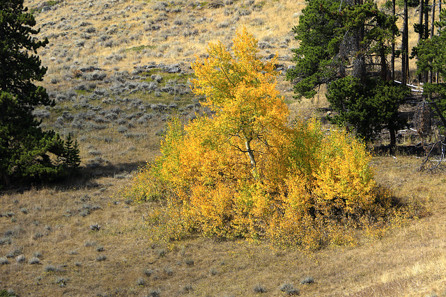 Aspen