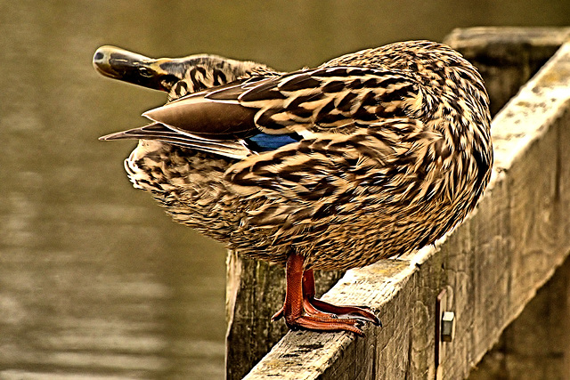 Preening