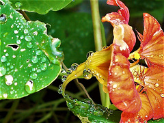 I just love the water droplets on this nasturtium