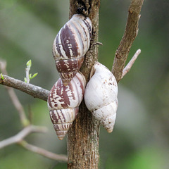Day 8, Striped Rabdotus tree snails