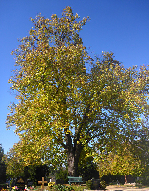 blauer Himmel - alte Linde - Friedhof