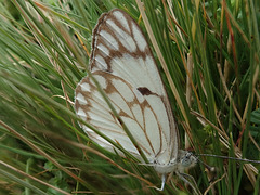 A Caper White butterfly in the Simien Mountains
