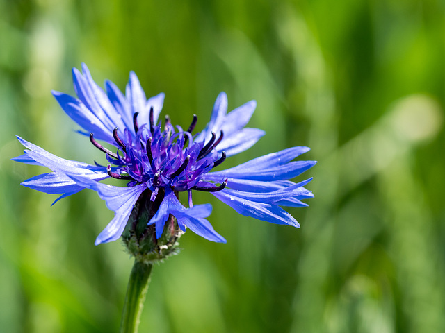 kornblumenblau