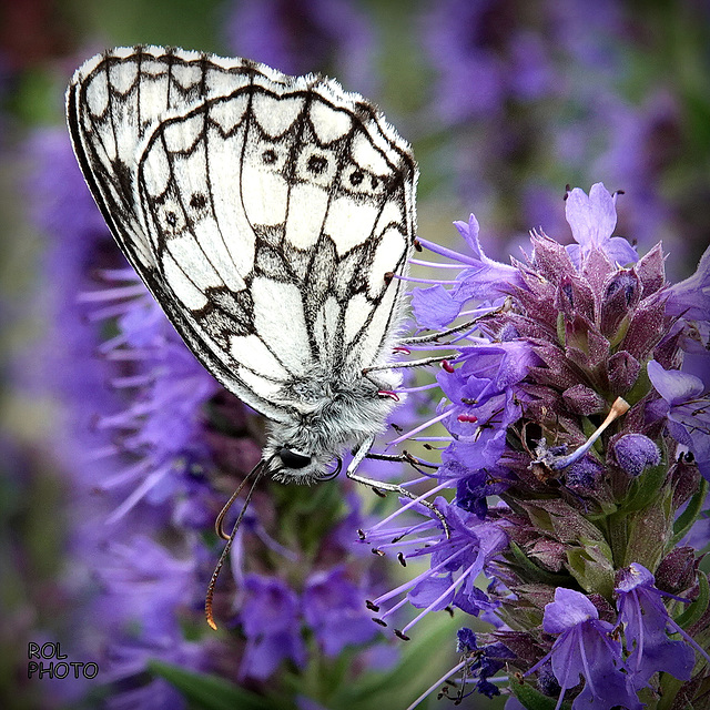 Voir le vie en mauve, avant la vie en rose et faite encore attention à vous....!