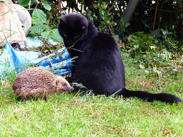 Cat and prickly mouse