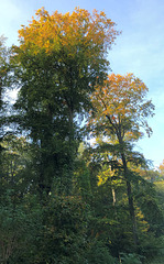 DE - Brühl - Herbstfarben
