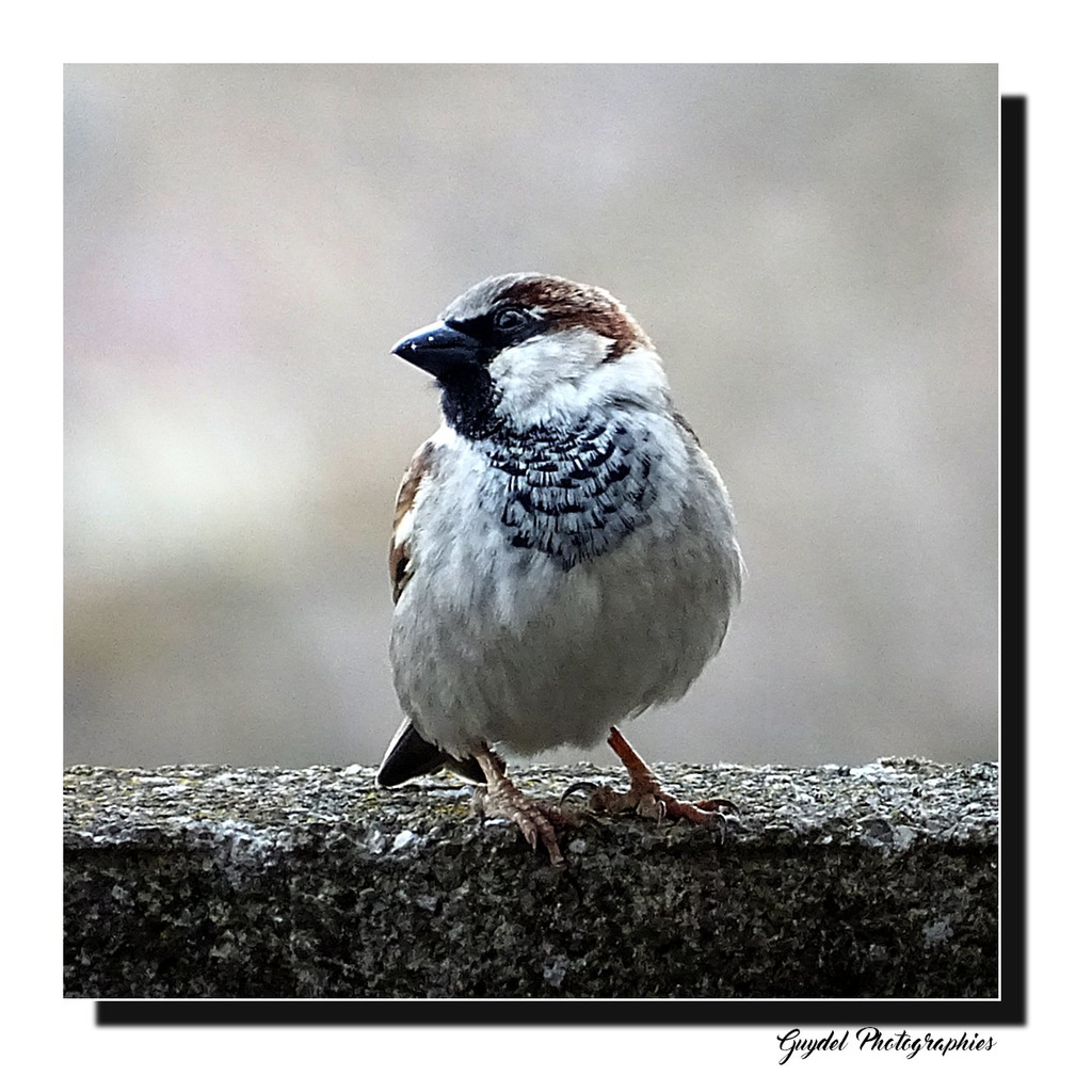 Un Moineau Domestique ...