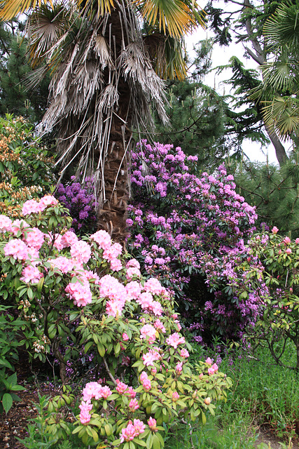 Rhododendrons