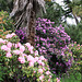 Rhododendrons