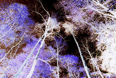 Psychedelic Forest