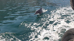 A Dolphin, Alongside our Dhow