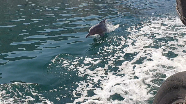 A Dolphin, Alongside our Dhow