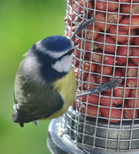 Blue Tit