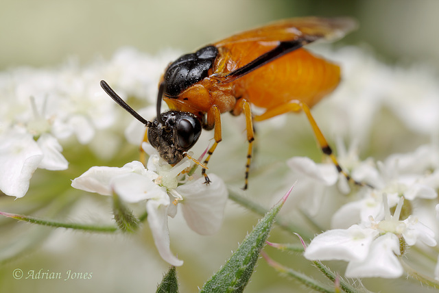 Sawfly