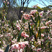 Monarto Pink velvet bush