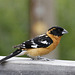 Black-headed Grosbeak