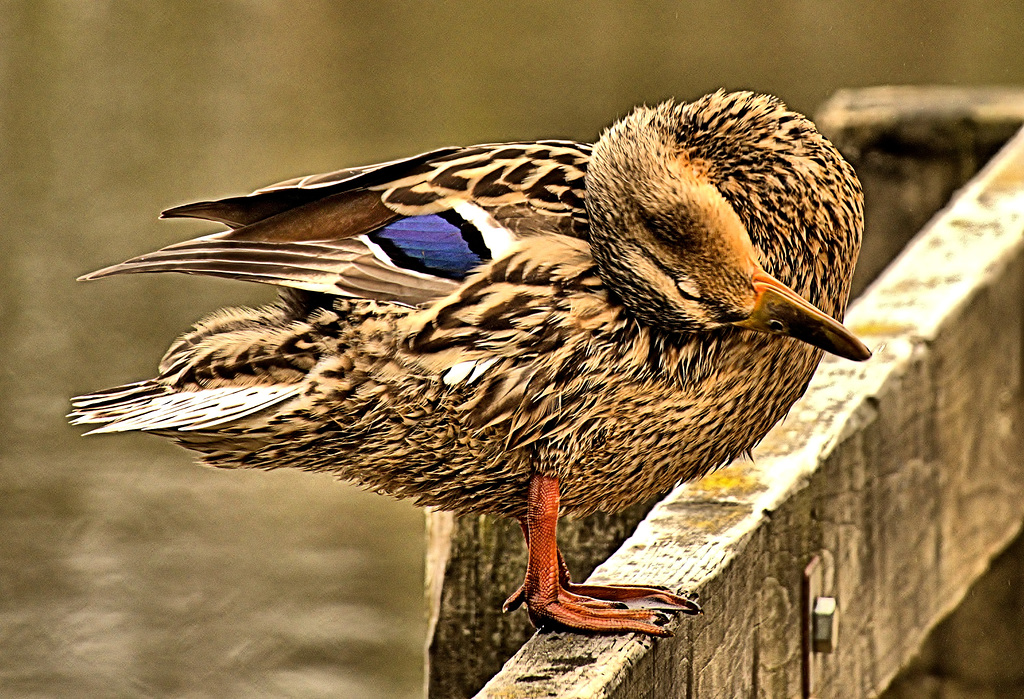 Preening